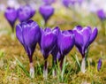 Springtime with purple corcus flowers Royalty Free Stock Photo
