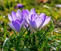 Springtime with purple corcus flowers Royalty Free Stock Photo