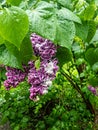 Springtime purple and white of a lilac bush in the rain