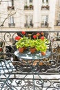 Springtime with red geraniums on a balcony in Paris, France