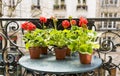 Springtime with red geraniums on a balcony in Paris, France Royalty Free Stock Photo