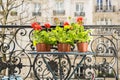 Springtime with red geraniums on a balcony in Paris, France