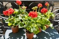 Springtime with red geraniums on a balcony in Paris, France