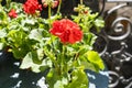 Springtime with red geraniums on a balcony in Paris, France Royalty Free Stock Photo