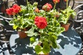 Springtime with red geraniums on a balcony in Paris, France