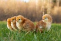 Springtime Rhode Island Red Chicks Exploring Grass for First Time