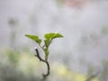 Springtime Rose Bough