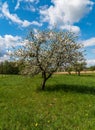 Springtime scenery with meadow, blossoming aplle tree and blue sky with clouds