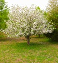 White Blossoms Burst Forth From Dogwood Tree Royalty Free Stock Photo