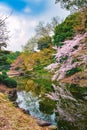 Springtime sakura blooming at Shinjuku Gyoen Park in Tokyo Royalty Free Stock Photo