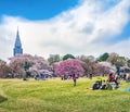 Springtime sakura blooming in Shinjuku Gyoen Park, Tokyo, Japan