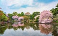 Springtime sakura blooming in Shinjuku Gyoen Park, Tokyo, Japan