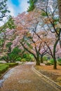 Springtime sakura blooming at Shinjuku Gyoen Park, Tokyo, Japan