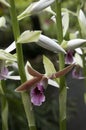 Flowers of a phaius tankervilleae var. australis or lesser swamp orchid Royalty Free Stock Photo