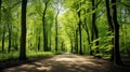 a springtime scene featuring a wooded trail, Trees with young, green foliage, rows of large tree trunks beside sidewalks