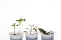 Springtime seedlings with copy space Royalty Free Stock Photo