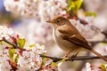 Springtime Serenade: Nightingale on a Blossoming Tree, generative AI