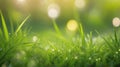 Springtime Serenity: Sunny Garden Bliss with Lush Green Grass and Foliage Bokeh. Royalty Free Stock Photo