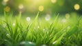 Springtime Serenity: Sunny Garden Bliss with Lush Green Grass and Foliage Bokeh. Royalty Free Stock Photo