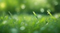 Springtime Serenity: Sunny Garden Bliss with Lush Green Grass and Foliage Bokeh. Royalty Free Stock Photo