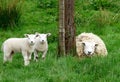Sheep and two cute lambs looking into the camera Royalty Free Stock Photo