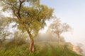 The Springtime Shoreline of a Foggy Mountain Lake at Sunrise