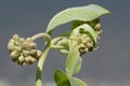 Springtime showy milkweed buds and leaves