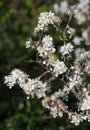 A Blackthorn bush blossoming - Prunus Spinosa. Sintra, Portugal. Royalty Free Stock Photo