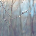 Springtime. soft focus, blur background, Willow branch with catkins.