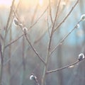 Springtime, soft focus. Willow branch with catkins. Royalty Free Stock Photo