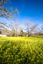 Springtime in Sonoma, California Royalty Free Stock Photo