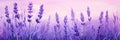 Springtime Splendor: A Lavender Field Painting with a Princess T