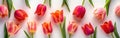 Springtime Splendor: Vibrant Top-View Tulip Blooms for Eye-Catching Banner Design