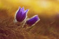 Springtime and spring flower. Beautiful purple little furry pasque-flower. Pulsatilla grandis Blooming on spring meadow at the s