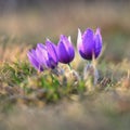 Springtime and spring flower. Beautiful purple little furry pasque-flower. Pulsatilla grandis Blooming on spring meadow at the s