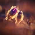 Springtime and spring flower. Beautiful purple little furry pasque-flower. Pulsatilla grandis Blooming on spring meadow at the Royalty Free Stock Photo