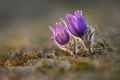 Springtime - spring flower. Beautiful purple little furry pasque-flower. Pulsatilla grandis Blooming on spring meadow at the