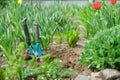 Springtime, spring season gardening, soil garden tools and young green plants Royalty Free Stock Photo