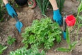 Woman hands with garden tools working with soil and cultivating dicentra spectabilis Bleeding Heart flower Royalty Free Stock Photo