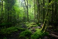 Springtime sunrise in Bialowieza Forest Royalty Free Stock Photo