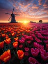 Springtime sunset Amidst Tulips field