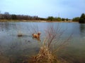 Springtime Swim