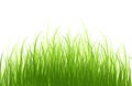 Springtime tender grass, isolated on white background without sh