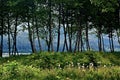 Springtime in Thane, Alaska