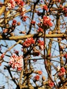 Springtime tree blossom makro