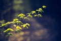 Springtime tree branch with first green leaves