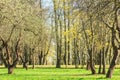 Springtime trees with first fresh leaves Royalty Free Stock Photo