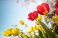 Springtime tulip flowers against a blue sky in the sunshine