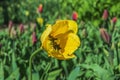 Springtime tulips