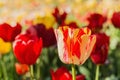 Springtime tulips Royalty Free Stock Photo